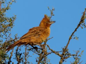 Brown Cacholote