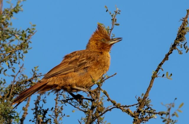 Brown Cacholote