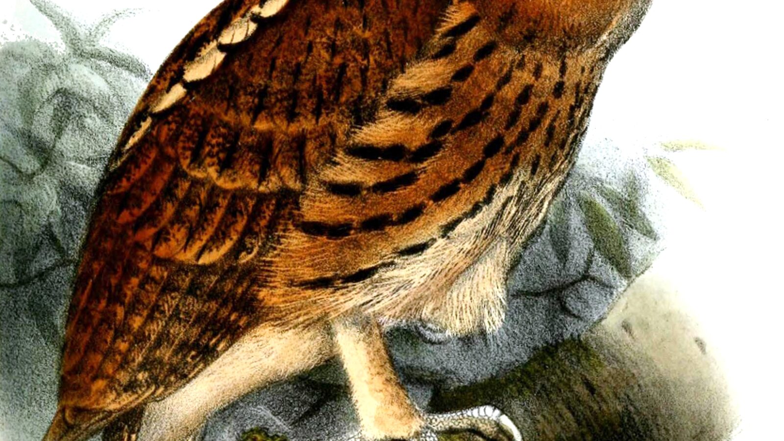Giant Scops Owl