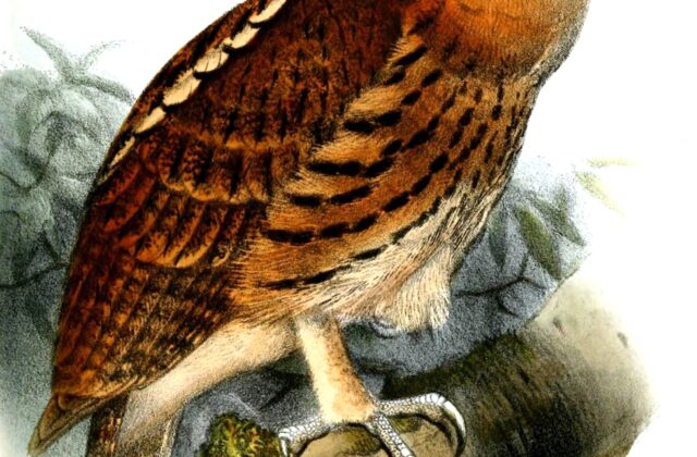 Giant Scops Owl
