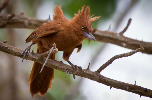 Caatinga Cacholote