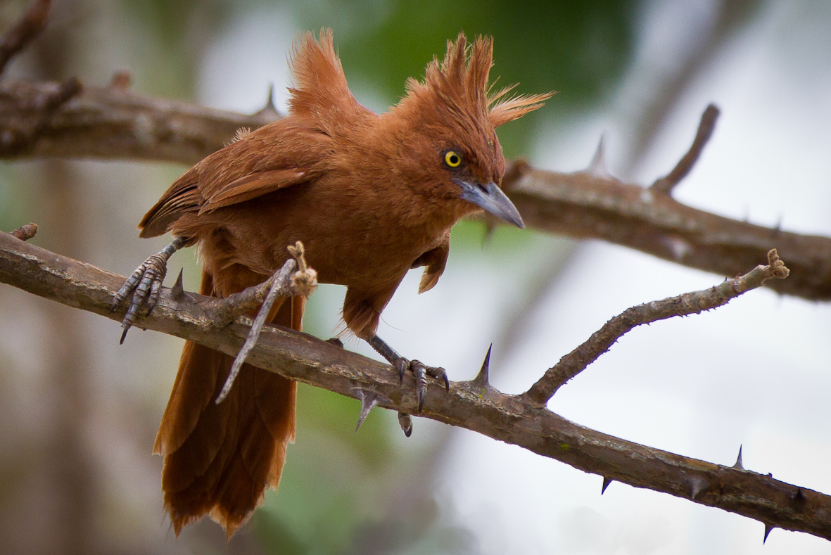 Caatinga Cacholote