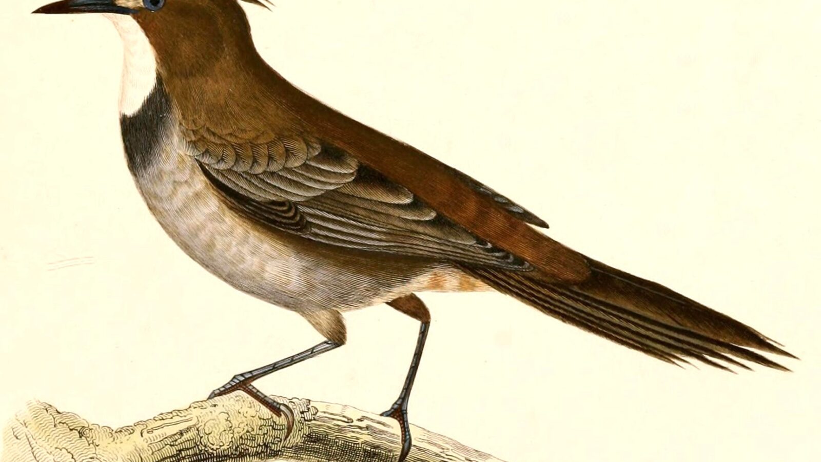 White-throated Cacholote