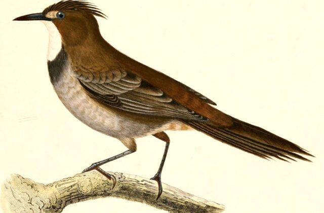 White-throated Cacholote