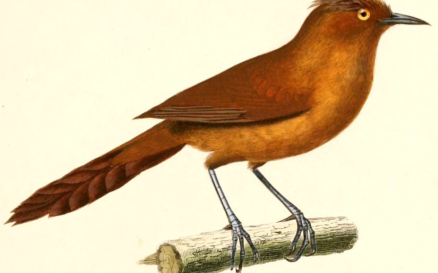 Grey-crested Cacholote