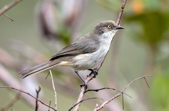 Drab Hemispingus