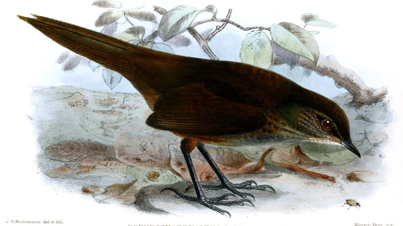 Long-tailed Bush Warbler