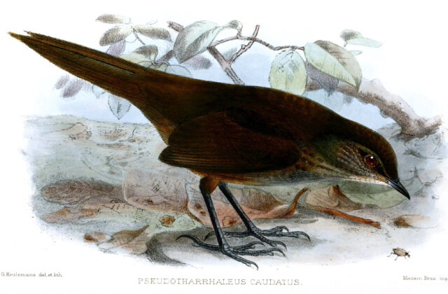 Long-tailed Bush Warbler