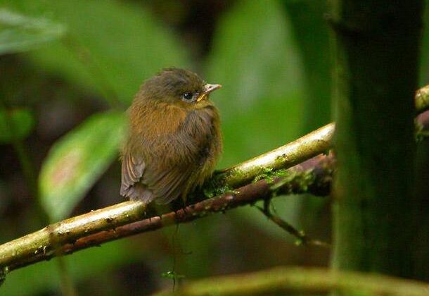 Bronze-olive Pygmy Tyrant