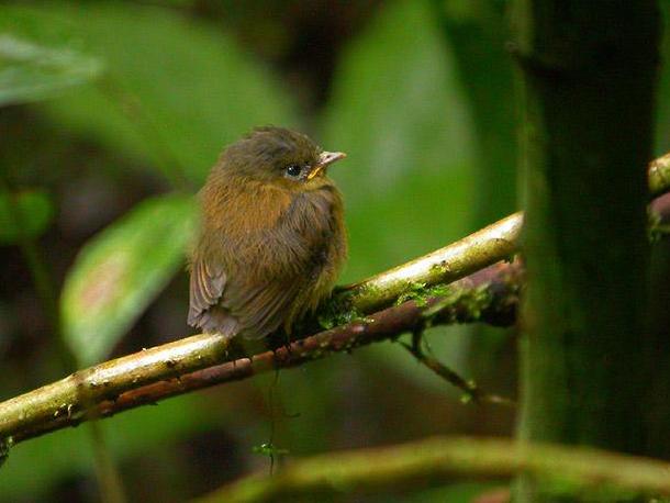 Bronze-olive Pygmy Tyrant