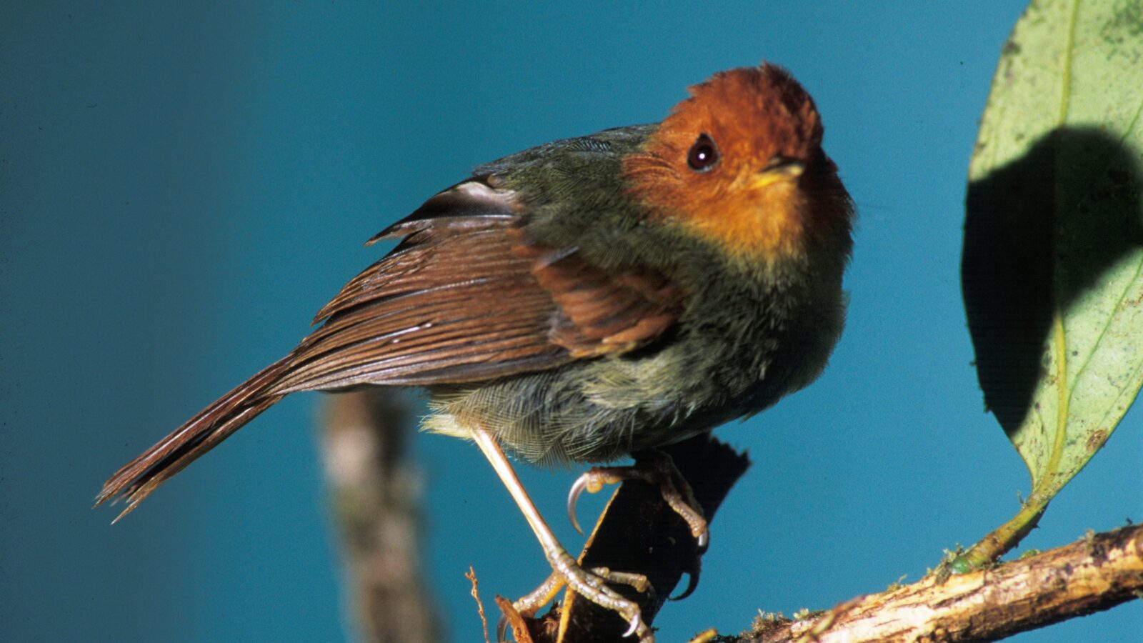 Rufous-headed Pygmy Tyrant