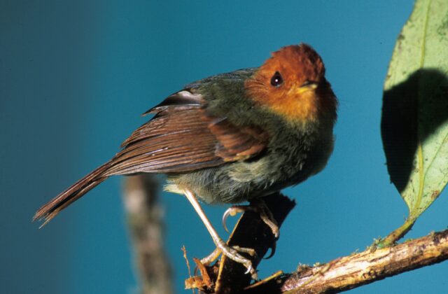 Rufous-headed Pygmy Tyrant