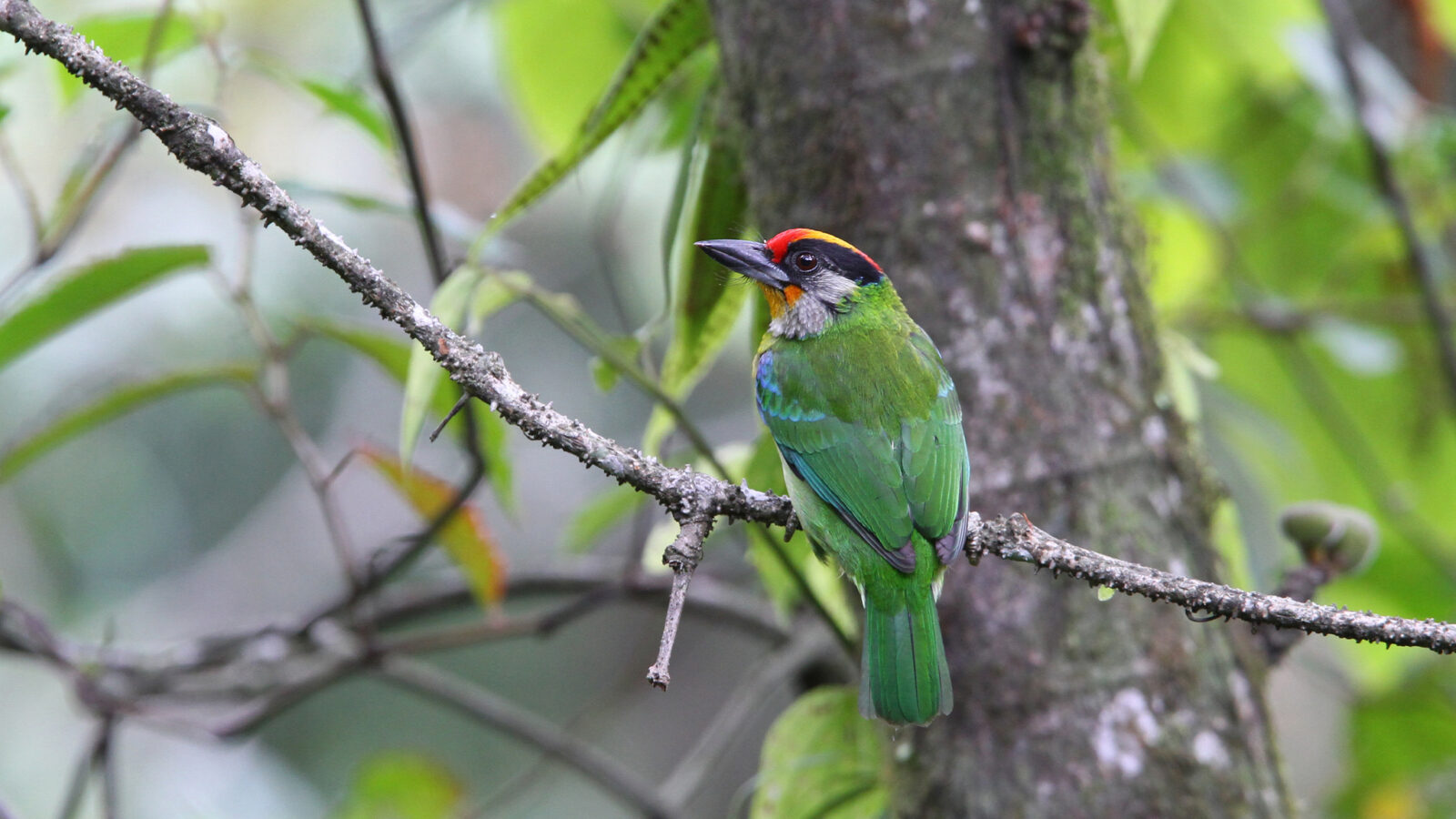 Golden-throated Barbet