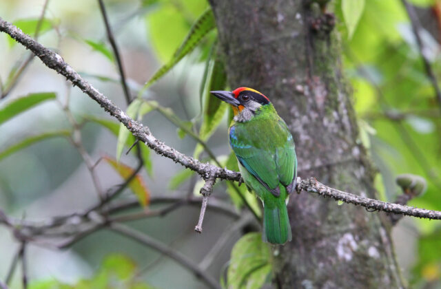 Golden-throated Barbet