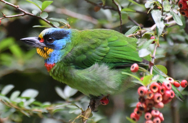 Taiwan Barbet