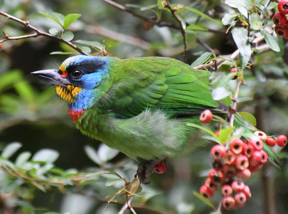 Taiwan Barbet