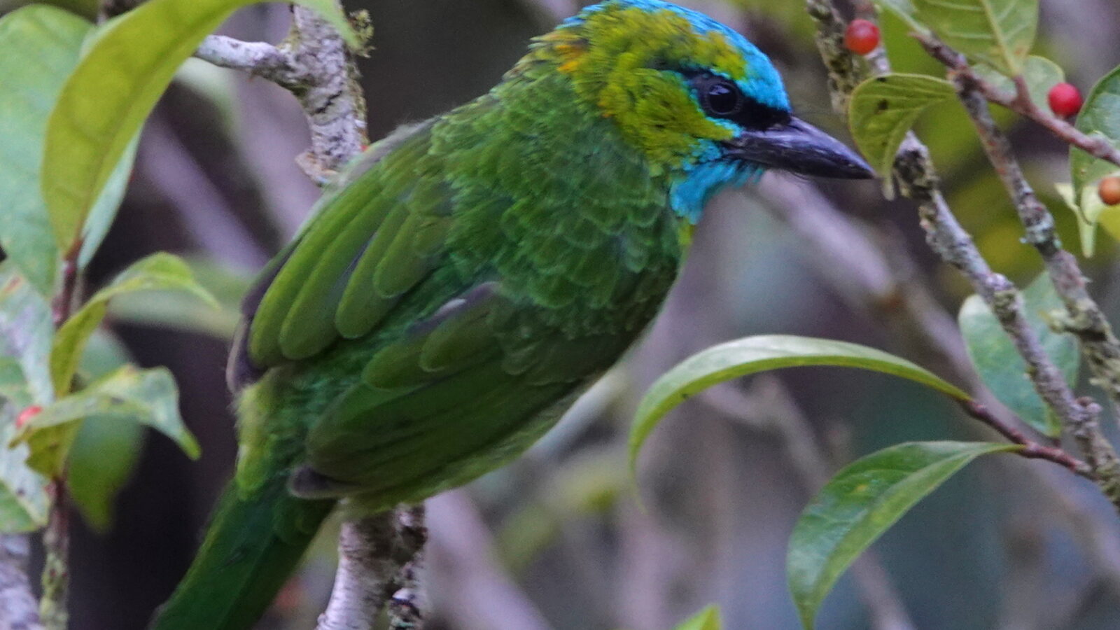 Golden-naped Barbet