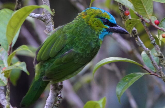 Golden-naped Barbet