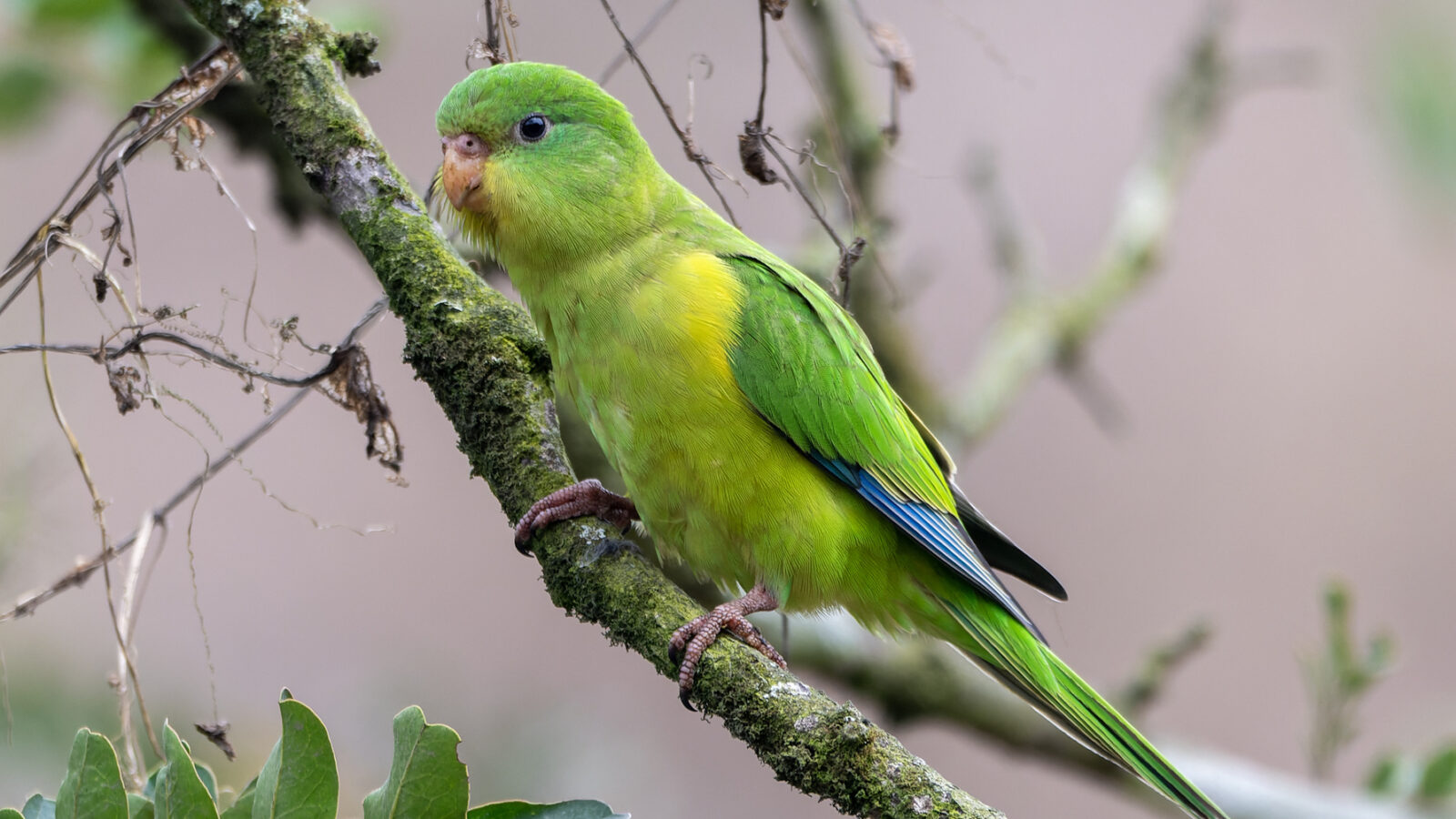 Mountain Parakeet