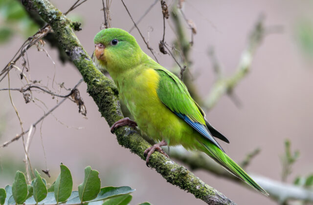 Mountain Parakeet
