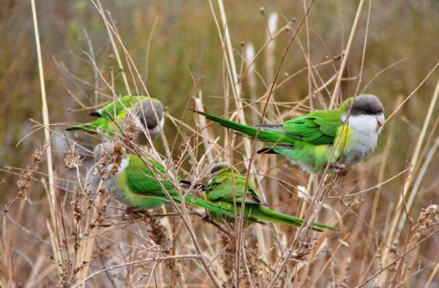 Grey-hooded Parakeet