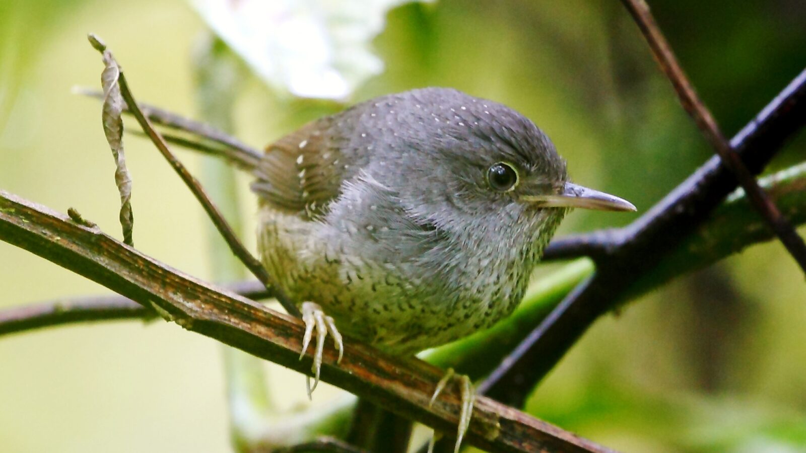 Spotted Bamboowren
