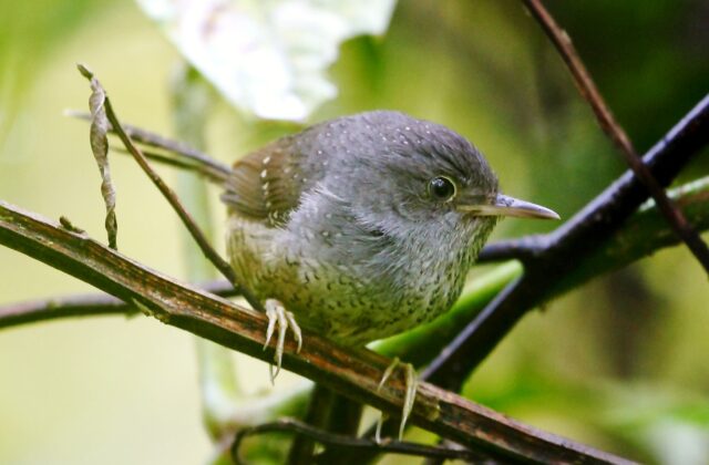 Spotted Bamboowren