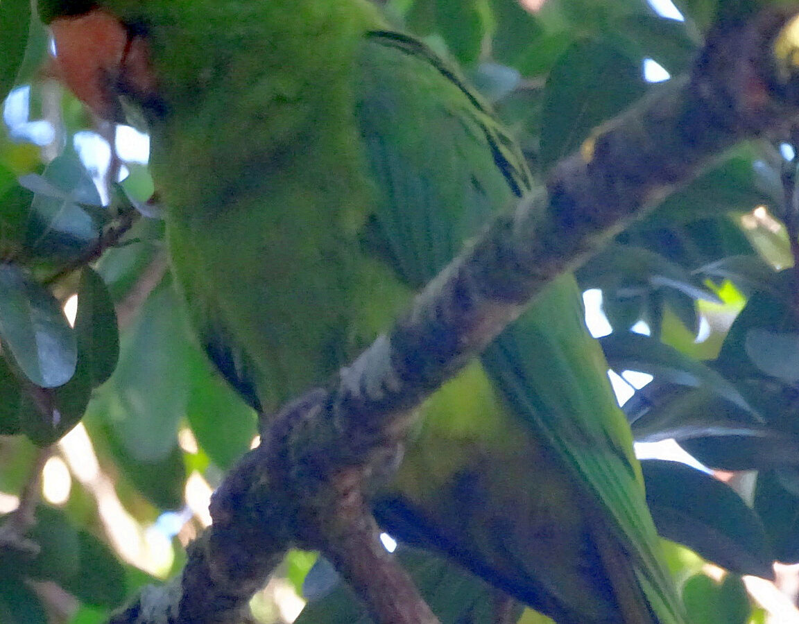 Socorro Parakeet