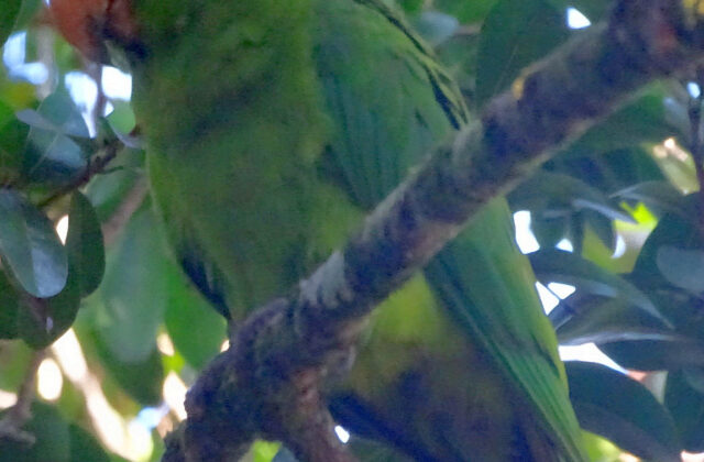 Socorro Parakeet