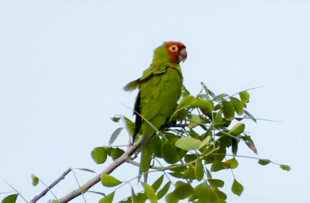 Red-masked Parakeet