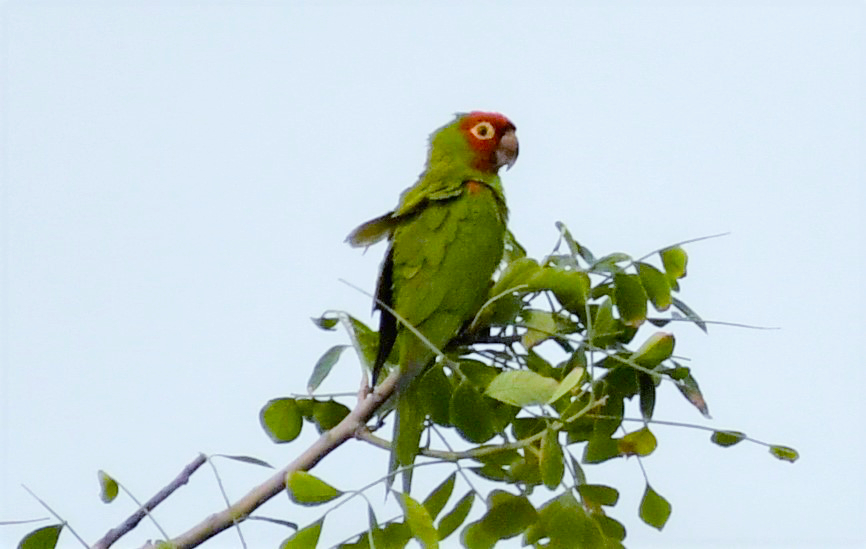Red-masked Parakeet