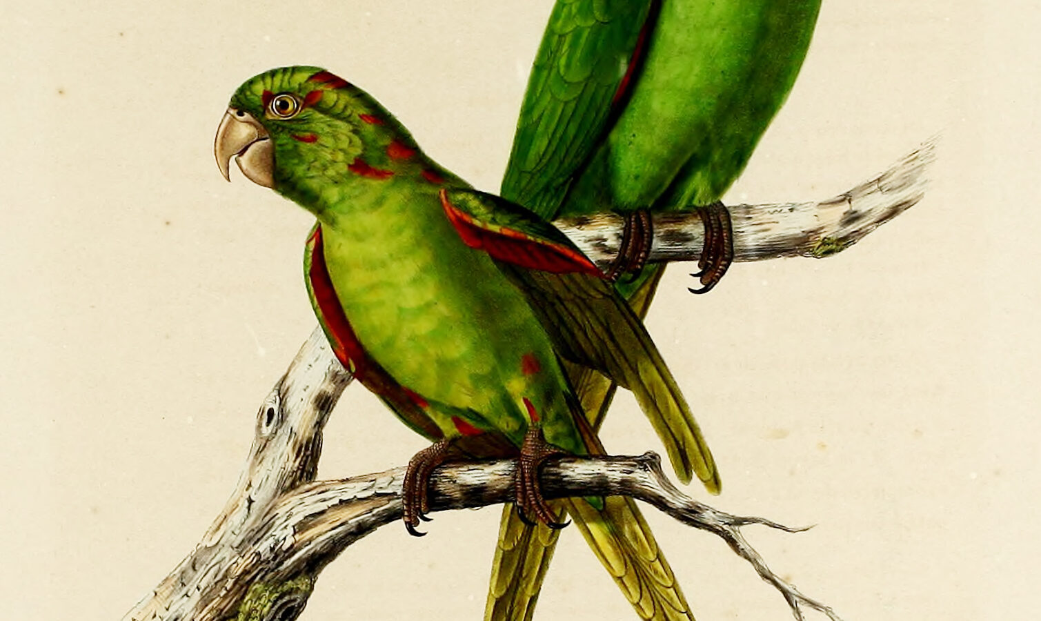 Cuban Parakeet