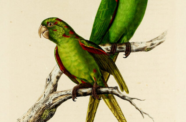 Cuban Parakeet