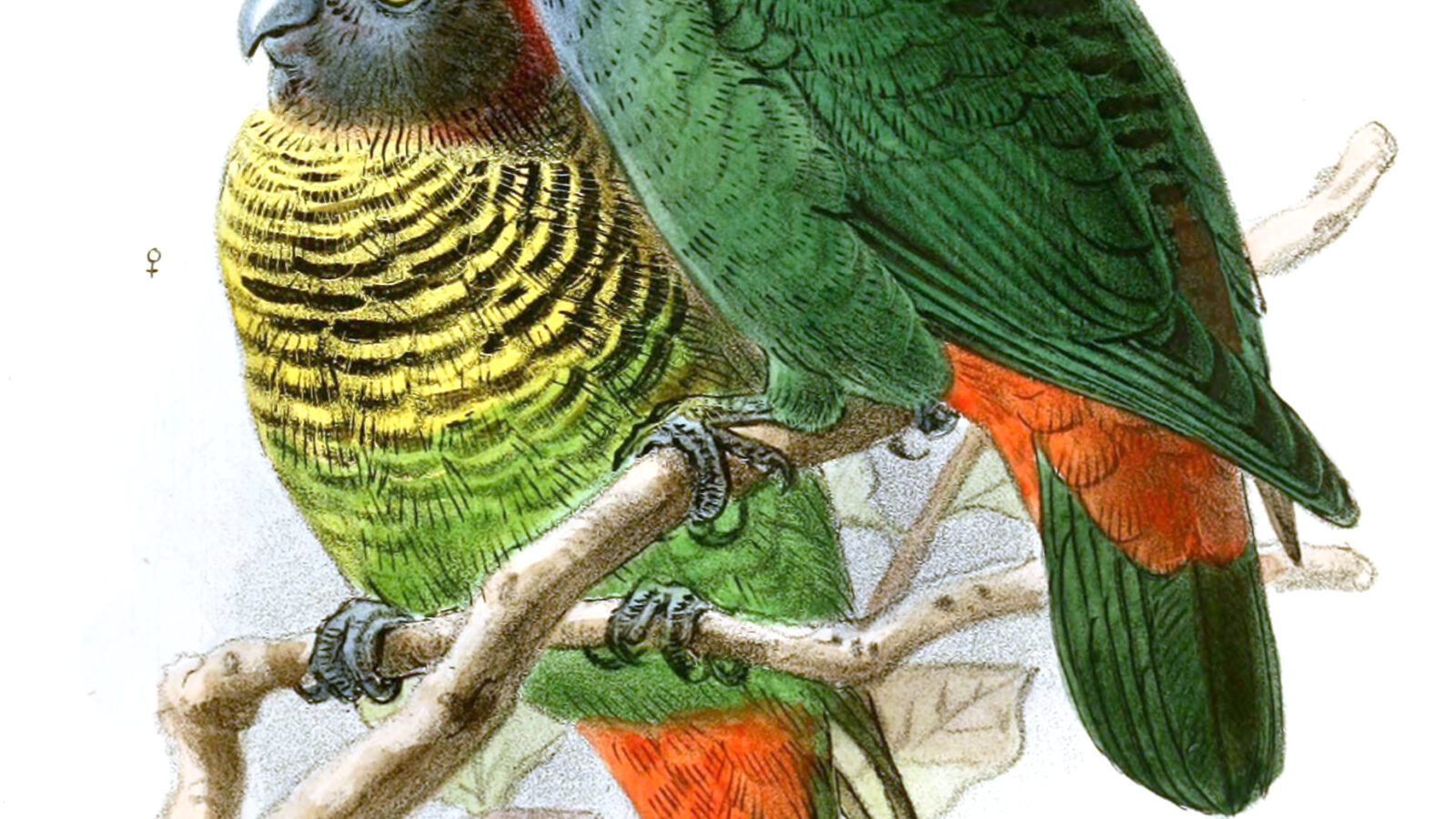 Painted Tiger Parrot