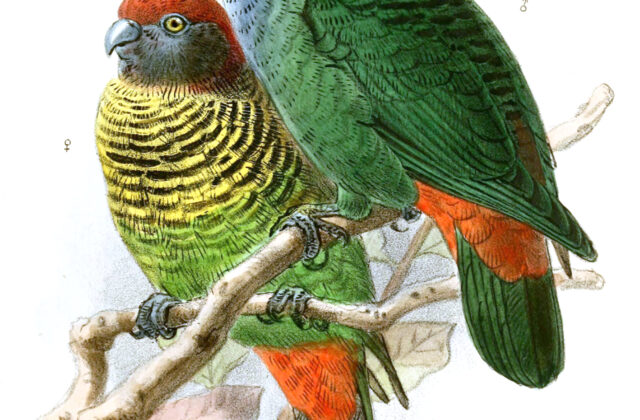 Painted Tiger Parrot
