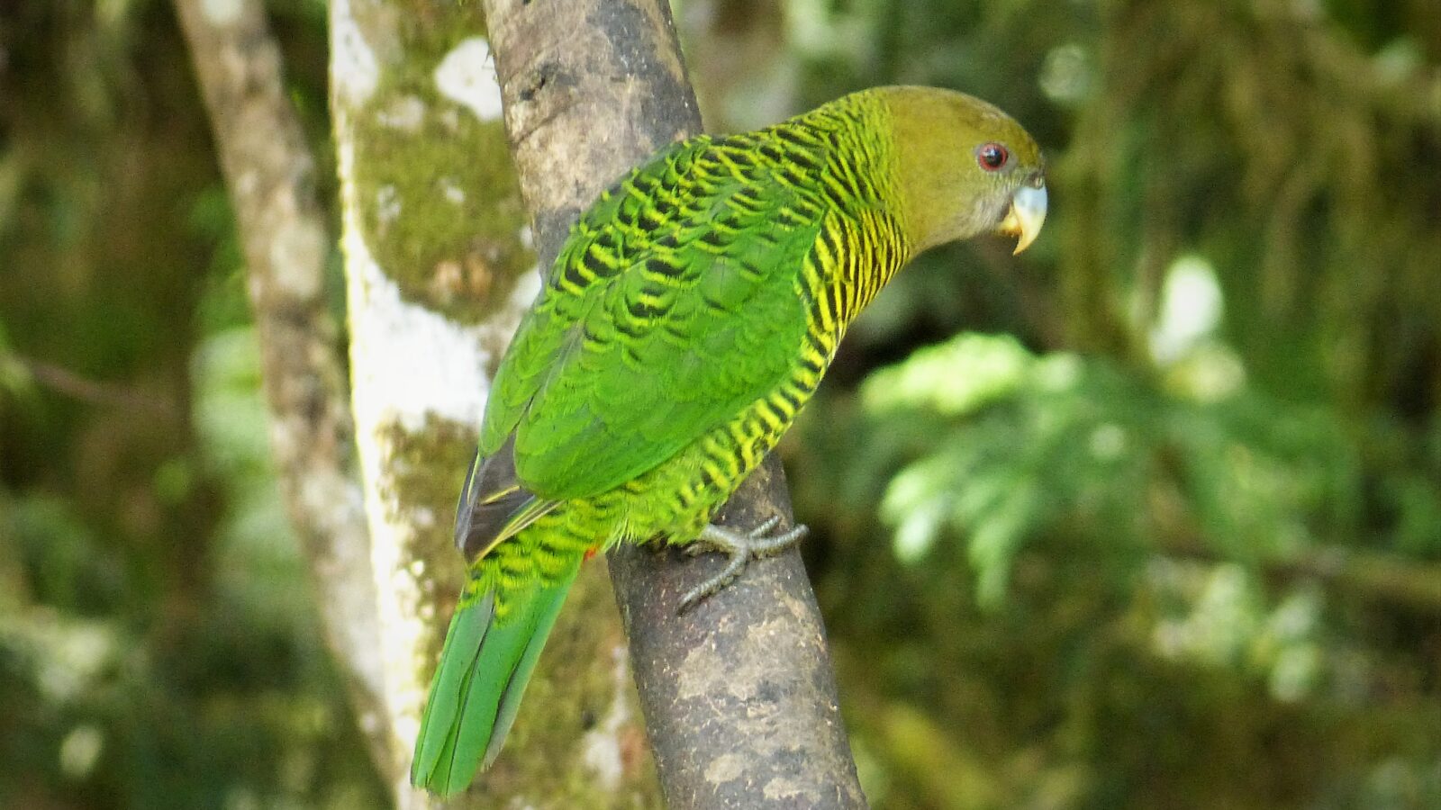 Brehm’s Tiger Parrot