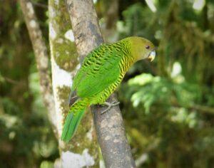 Brehm’s Tiger Parrot