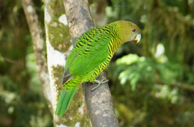 Brehm’s Tiger Parrot