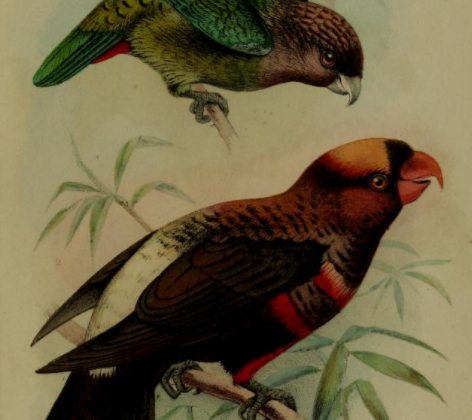 Madarasz’s Tiger Parrot