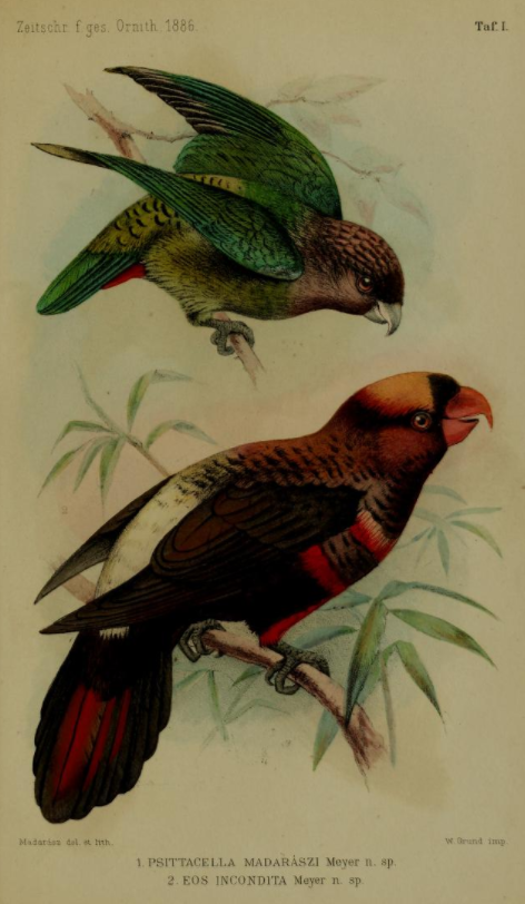 Madarasz’s Tiger Parrot