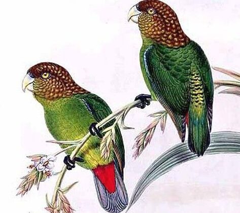 Modest Tiger Parrot