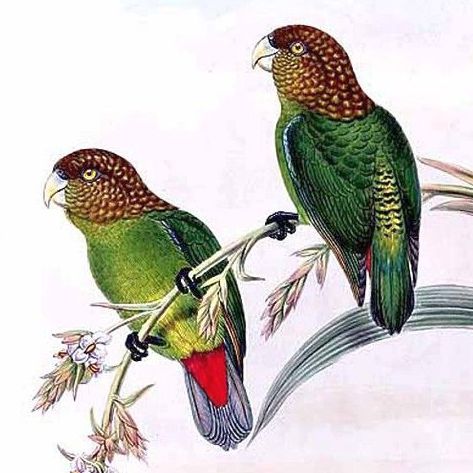 Modest Tiger Parrot