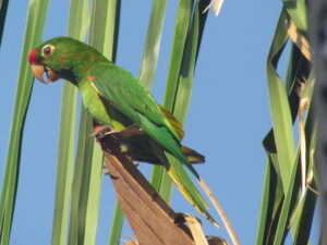 Finsch’s Parakeet