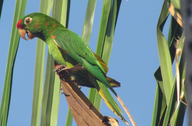 Finsch’s Parakeet