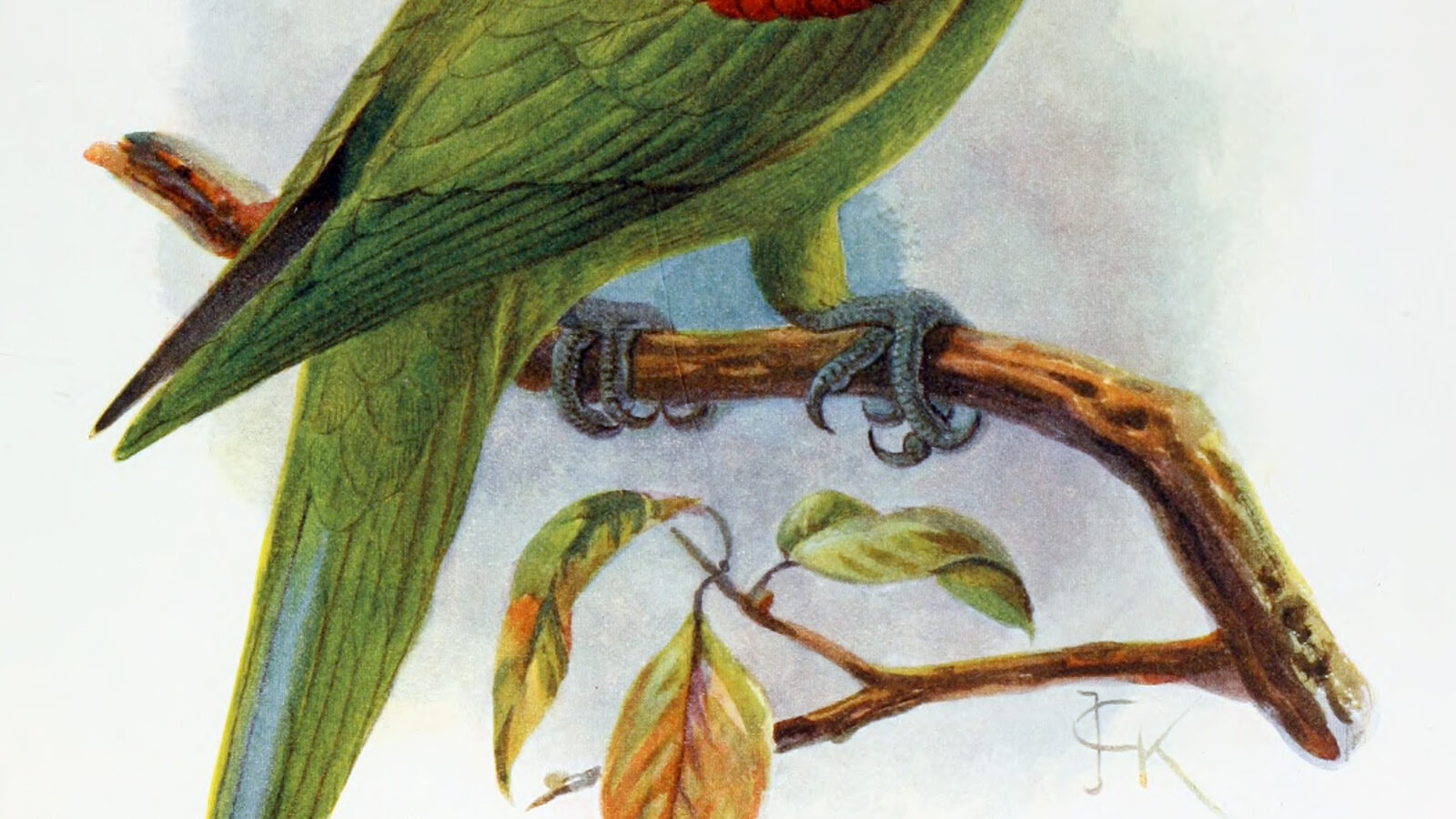 Seychelles Parakeet