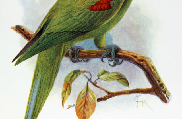 Seychelles Parakeet