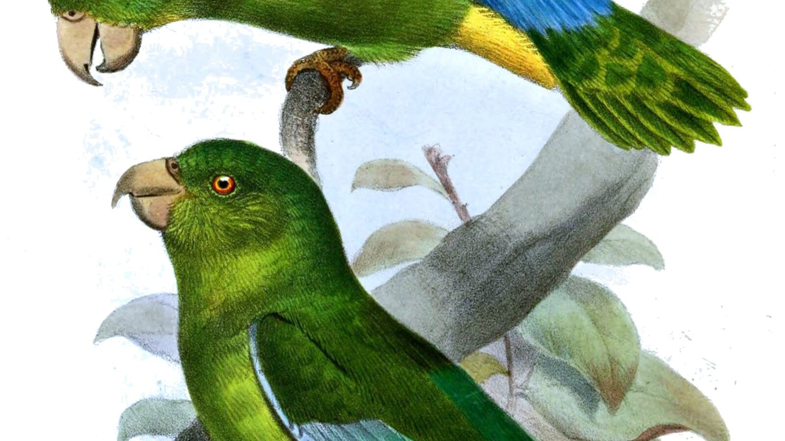 Turquoise-winged Parrotlet