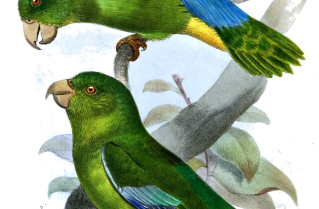 Turquoise-winged Parrotlet