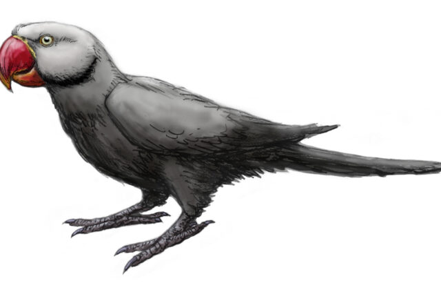 Mascarene Grey Parakeet