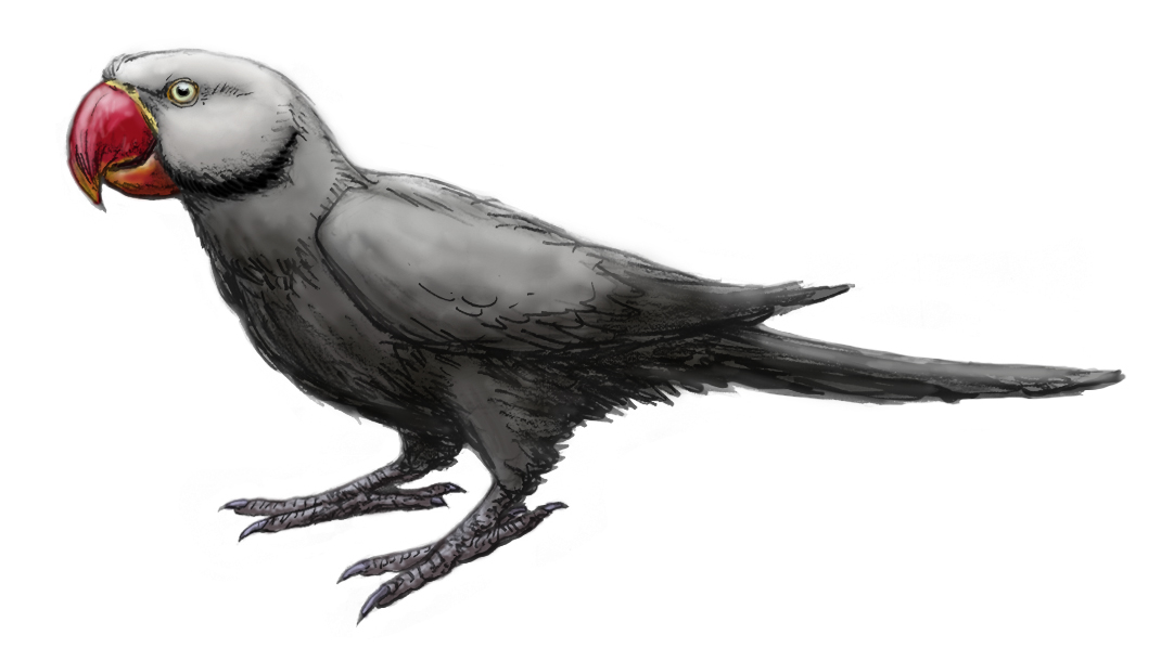 Mascarene Grey Parakeet